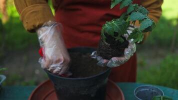 plantando tomate plántulas en maceta. tomate plántulas en el plastico contenedores plántulas de pequeño Tomates. creciente vegetales en el ventana. video