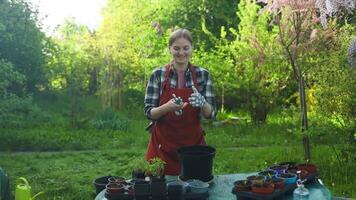 Planting tomato seedlings in pot. Tomato seedlings in plastic containers. Seedlings of small tomatoes. Growing vegetables on the window. video