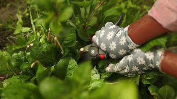 Young woman gardener pruning bushes with trimming shears in the garden backyard. Garden work. video