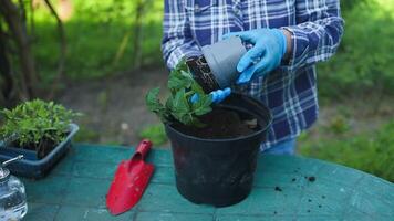 Homegrown young green tomato plant seedling, tomato seedling plants in plastic pot. video