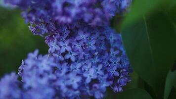 bush of blooming lilac in the early spring morning on a natural natural background video