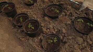 Pepino plántulas son atado en un invernadero. creciente útil productos en el jardín de cerca. selectivo atención video