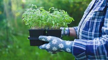 landbouw. vrouw boer handen in tuinieren handschoenen Holding blad van gecultiveerd fabriek in zonsondergang Bij achtertuin. landbouw, tuinieren of ecologie concept. video