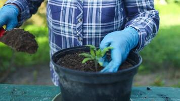 Woman's hands transplanting tomato plant a into a new pot outdoors at backyard video