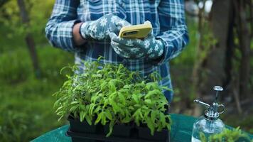 agricoltura. femmina contadino mani nel giardinaggio guanti controllo un' coltivato pianta di inteligente Telefono nel tramonto a Giardino dietro la casa. agricoltura, giardinaggio o ecologia concetto. video