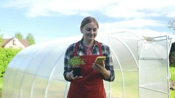 mujer granjero comprobación Cereza eco tomate plantas utilizando digital teléfono. granjero utilizando inteligente teléfono cerca patio interior invernadero con Tomates plantas. video