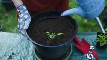 gieter een tomaat fabriek met een blauw gieter kan in een plastic pot. voorjaar tuinieren. voortplanting.transplantatie van groente zaailingen in zwart bodem in de verheven bedden. video