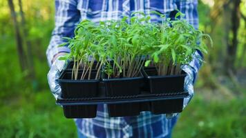 Female farmer hand holding young plant on blur green nature background. concept eco earth day video