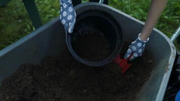 Caucasian woman farmer using spade hoe taking a soil to add to a pot or grow vegetable and flower at garden. video