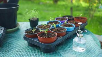 tomat växter plantor i svart plast kastruller i trädgård utomhus. plantering och trädgårdsarbete på våren. organisk växande. video