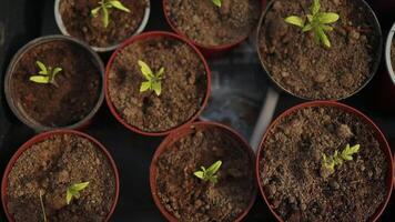 Tomato plants seedlings in black plastic pots in garden outdoors. Planting and gardening at springtime. Organic growing. video