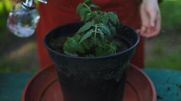 vattning en tomat växt med en blå vattning kan i en plast pott. vår trädgårdsarbete. förökning.transplantation av vegetabiliska plantor in i svart jord i de Uppfostrad sängar. video