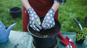 Planting tomato seedlings in pot. Tomato seedlings in plastic containers. Seedlings of small tomatoes. Growing vegetables on the window. video