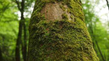 Bark of a big tree in the forest. Beautiful green moss texture grown up cover wooden tree in the forest. High quality FullHD footage video