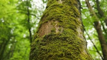 ladrar de un grande árbol en el bosque. hermosa verde musgo textura crecido arriba cubrir de madera árbol debajo Mañana luz de sol. fondo ver de un grande árbol en tropical bosque. video