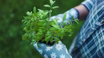 preparando plantas para creciente en abierto suelo. de cerca ver de hembra manos plantando joven tomate planta de semillero en un fértil jardín suelo en abierto suelo. video