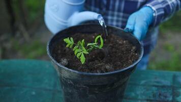 Watering a tomato plant with a blue watering can in a plastic pot. Spring gardening. Propagation.Transplanting of vegetable seedlings into black soil in the raised beds. video