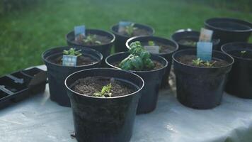 Tomato plants seedlings in black plastic pots in garden outdoors. Planting and gardening at springtime. Organic growing. video