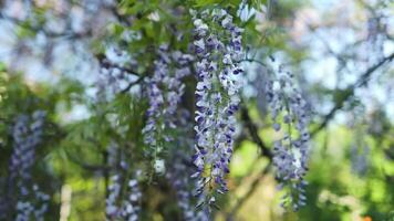 Blooming Wisteria Sinensis with scented classic purple flowersin full bloom in hanging racemes on the wind closeup. Garden with wisteria in spring. video