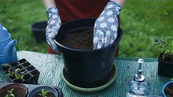 Planting tomato seedlings in pot. Tomato seedlings in plastic containers. Seedlings of small tomatoes. Growing vegetables on the window. video