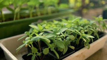 aanplant zaden in de de lente. eco groeit groenten en planten zo net zo kool, komkommer, tomaten en basilicum en andere planten. tuinieren en landbouw concept. video