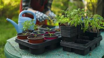 aanplant zaden in de de lente. eco groeit groenten en planten zo net zo kool, komkommer, tomaten en basilicum en andere planten. tuinieren en landbouw concept. video