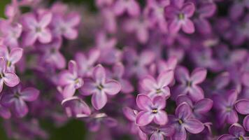 lilás flores macro tiro dentro cedo Primavera. florescendo flores macro, fechar acima, fechar-se, seletivo foco. Alto qualidade 4k cenas video