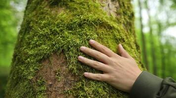 dichtbij omhoog van een hand- tintje de oud boom kofferbak. natuur behoud, milieu bescherming. groen milieuvriendelijk levensstijl. video