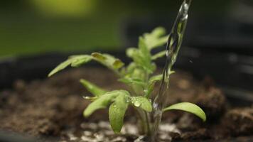 contadino mano acque giovane piantina nel suolo, attività commerciale ecologia agricoltura giardinaggio concetto. un' contadino mano acqua verde germoglio. video