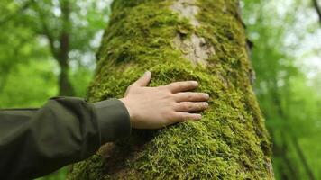 caucasico maschio dita delicatamente toccare albero abbaiare coperto nel verde lussureggiante muschio. Salvataggio pianeta, verde generazione z ambiente cosciente. video