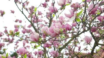 Beautiful pink magnolia flowers on a tree in the spring season. High quality FullHD footage video