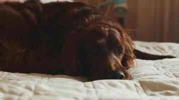 Lycklig söt irländsk setter hund sovande i säng, brun hund med svart näsa lögner och vilar i en mysigt säng video