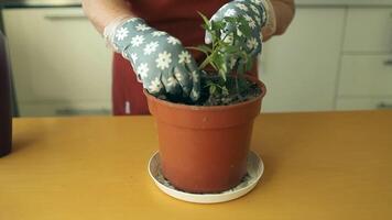 vrouw herbeplanting tomaat eco fabriek in een nieuw bruin klei pot, de kamerplant transplantatie Bij huis video