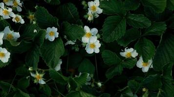 Many beautiful strawberry bushes with white flowers and green leaves grow outdoors in the soil in spring. Strawberry blossom. Background with white flowers. video