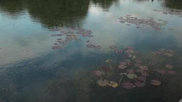 branco água lírio dentro a lago fechar-se, lótus flor video