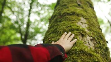 schließen oben von ein Hand berühren das alt Baum Stamm. Liebe und schützen Natur Konzept. Grün umweltfreundlich Lebensstil. schützen von Abholzung und Verschmutzung oder Klima ändern. video