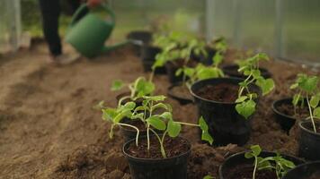 Nahansicht von das Hände von ein weiblich Gärtner mit ein Bewässerung dürfen. Frau Farmer Bewässerung Gurke Pflanzen im ein Gewächshaus. Bauernhof Leben im das Dorf. das Konzept von Landwirtschaft und natürlich Ernte. video