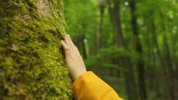 vrouw aanraken groen boom romp detailopname. schors hout. ecologie de concept van besparing de wereld en liefde natuur. natuur behoud, milieu bescherming. video