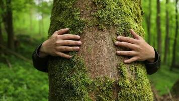 Closeup hands of Caucasian man hugging tree in forest. Nature conservation, environmental protection. video