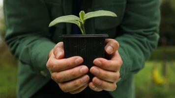 boer hand- Holding blad van gecultiveerd komkommer zaailingen groeit in plastic pot. landbouw, tuinieren of ecologie concept. video