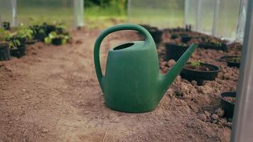 Close up of watering the plants from a watering can. Watering tomato and cucumber plant in vegetable garden. Organic gardening video