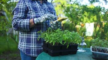 Caucasian farmer with smart phone cares for fresh green organic tomato plants seedling in soil at organic farm. Modern work in greenhouse. video