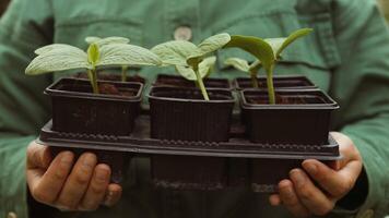 boer hand- Holding blad van gecultiveerd komkommer zaailingen groeit in plastic pot. landbouw, tuinieren of ecologie concept. video