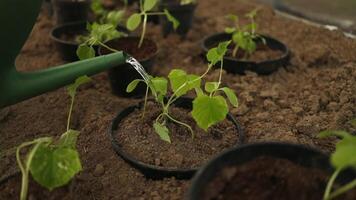 Close-up of the hands of a female gardener with a watering can. Woman farmer watering cucumber plants in a greenhouse. Farm life in the village. The concept of agriculture and natural harvest. video