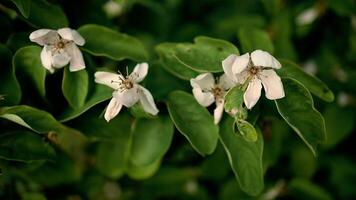 muguete florecer espino arbusto - floral antecedentes video