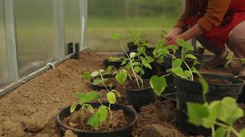 gurka plantor är bunden i en växthus. växande användbar Produkter i de trädgård närbild. selektiv fokus video