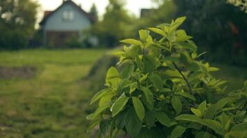 recentemente cortar Relva dentro a quintal do uma privado casa. verde decorativo jardim. neutro panorama com uma verde campo. natureza ou meio Ambiente conceito video