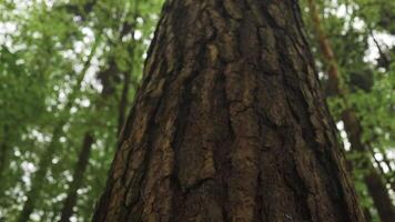 Texture of the layer of tree bark that is crusty or has a cracked or cracked texture, and looks dry. Bark of a big tree in the forest. video