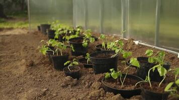 Cucumber seedlings are tied in a greenhouse. Growing useful products in the garden close-up. Selective focus video