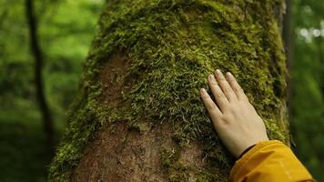 vrouw aanraken groen boom romp detailopname. schors hout. ecologie de concept van besparing de wereld en liefde natuur. natuur behoud, milieu bescherming. video